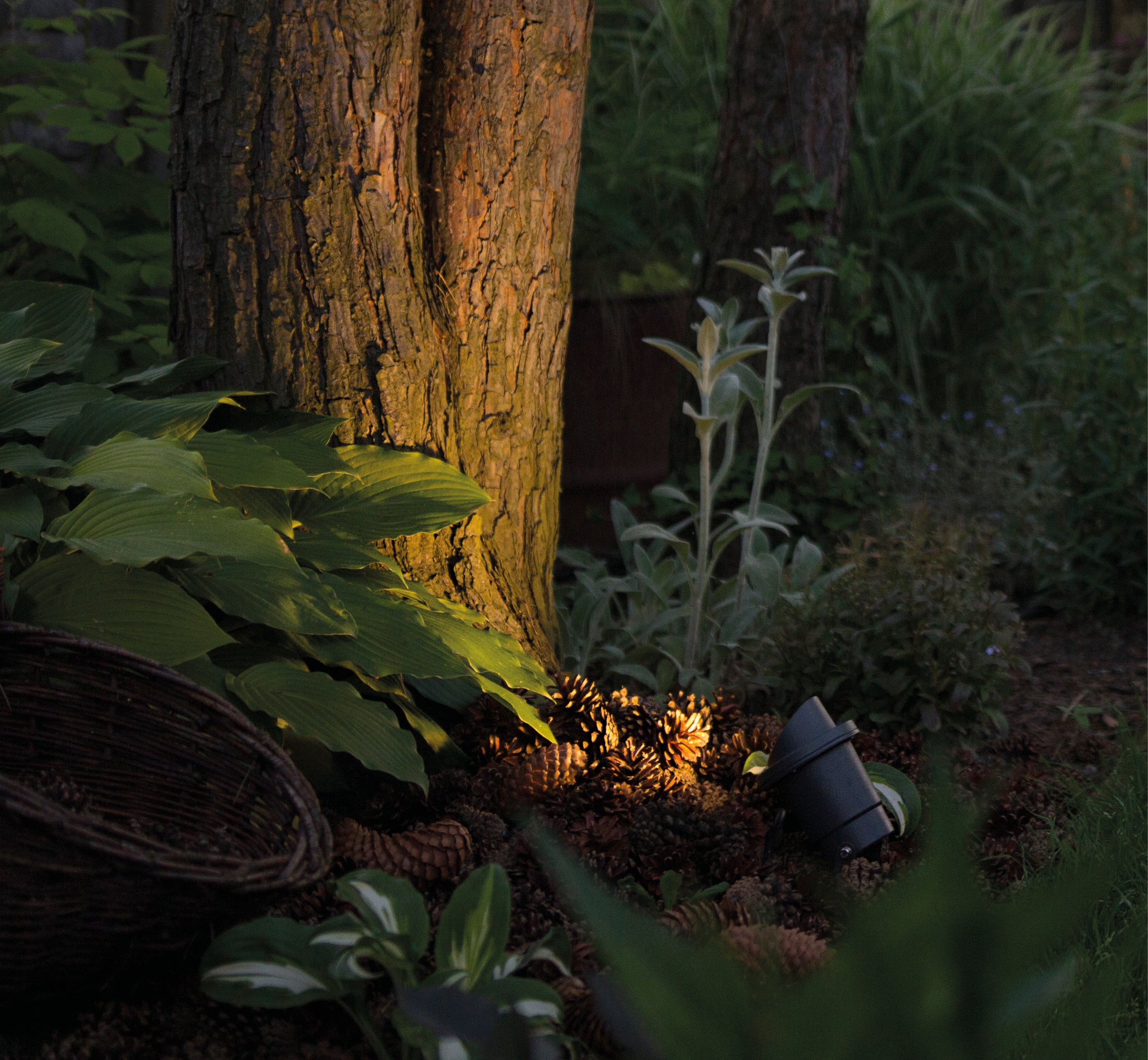 BUSH – Graphit